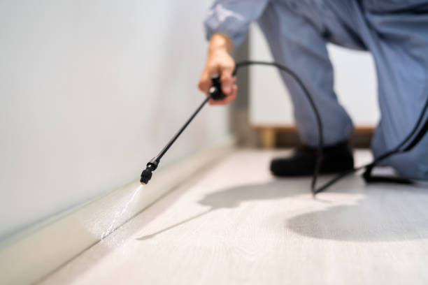 Certified termite inspector examining foundation in Belleville